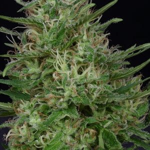 Don Green Crack from Don Avalanche Seeds