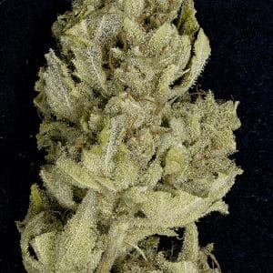 Don Lemon Glue by Don Avalanche Seeds – Happy – Guaranteed female plants – Lemon – image 1 – Seed City