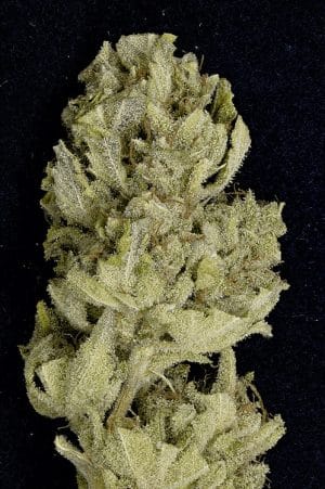 Don Lemon Glue