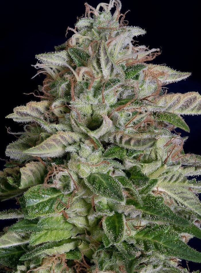 Don Megalodon from Don Avalanche Seeds