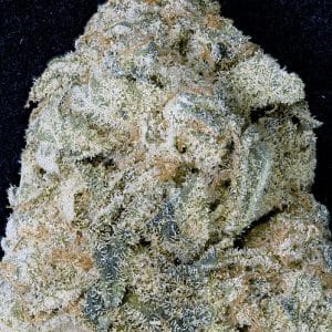 Don OG Kush by Don Avalanche Seeds – Super Strength – Woodsy – Outdoor cultivation – image 1 – Seed City