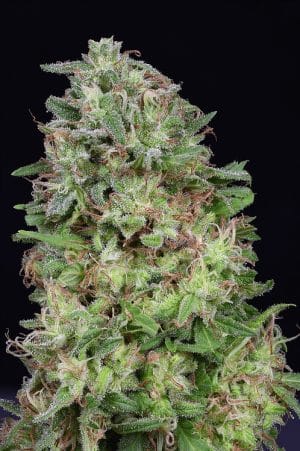 Don White Widow