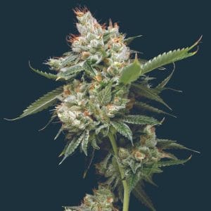 Image 1 of Donny Burger cannabis by Mavericks Genetics – Beginning of October – 12/12 Photoperiod – Indoor – Seed City