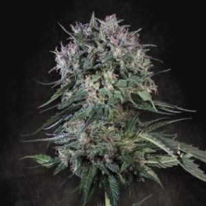 Doppler cannabis seeds – 12/12 Photoperiod – Indoor – Skunky – image 1 from Seed City