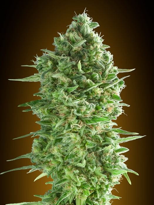 Dos-Si-Dos Cookies from OO Seeds