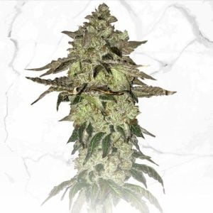 Dosidos x Birthday Cake cannabis seeds – Sativa Dominant – Indoor – Regular – image 1 from Seed City