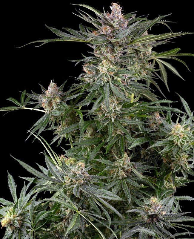 Dosimosa cannabis seeds – Short (up to 80cm) – Indica-heavy – Feminized – image 1 from Seed City