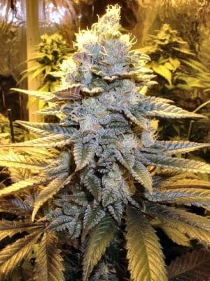 Double Afghan Auto