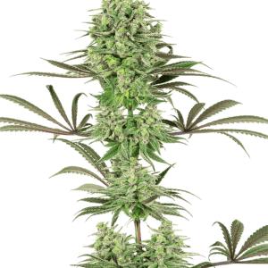 Female seeds – Outdoor – Relaxing – Double Banana Kush strain – image 1 – from White Label Seeds via Seed City