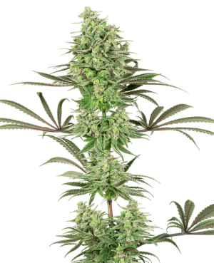 Double Banana Kush