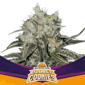 Double Cookies from BSF Seeds