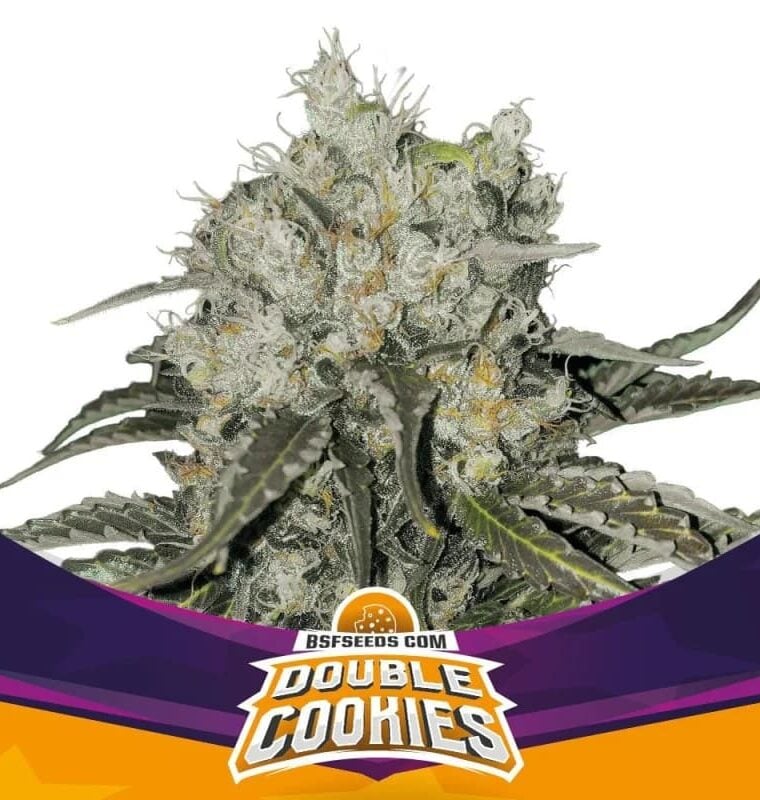 Double Cookies from BSF Seeds