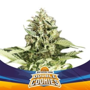 Double Cookies XXL Auto