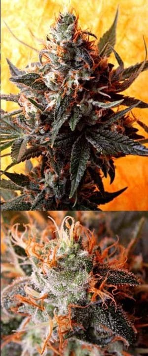 Double Kush