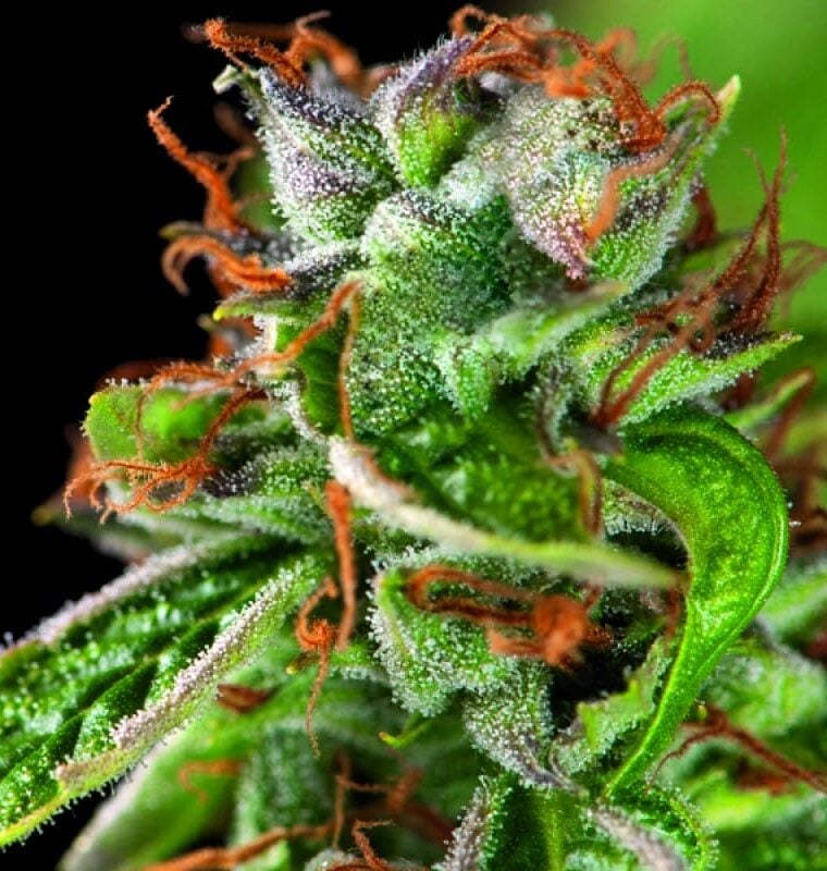 Double OG Haze cannabis seeds – Citrus – 12/12 Photoperiod – Feminized – image 1 from Seed City