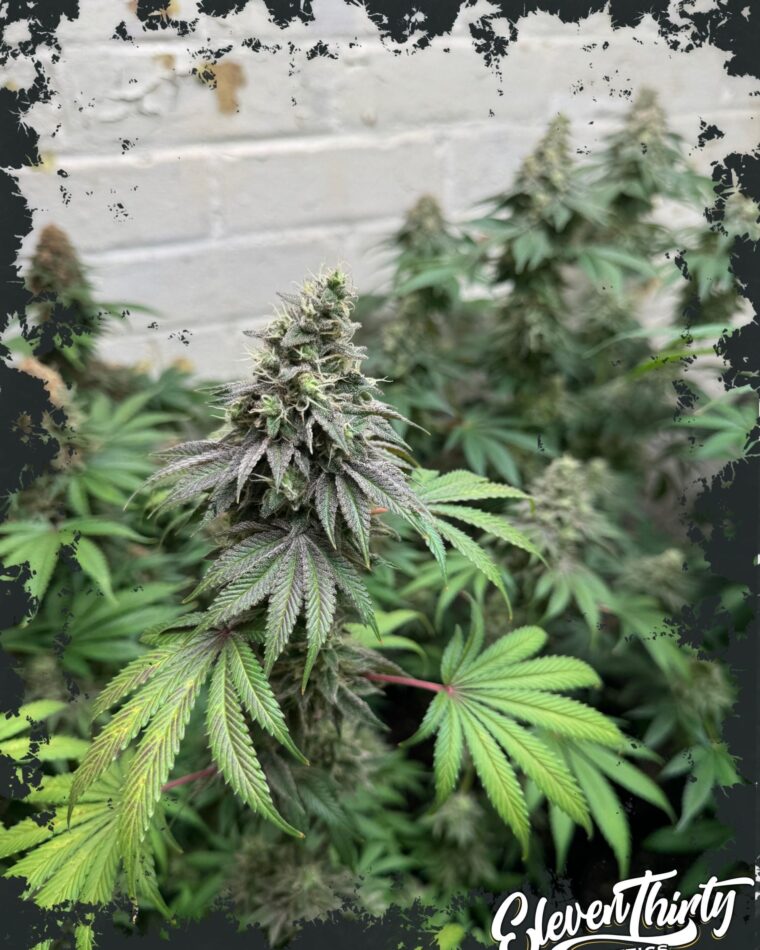 Double Scoop by ElevenThirty Genetics – Fruity – Suited for indoor growing – 50% Indica/50% Sativa – image 1 – Seed City