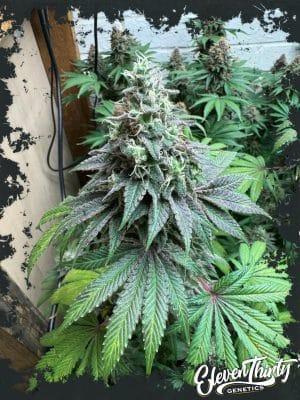 Double Scoop Auto
