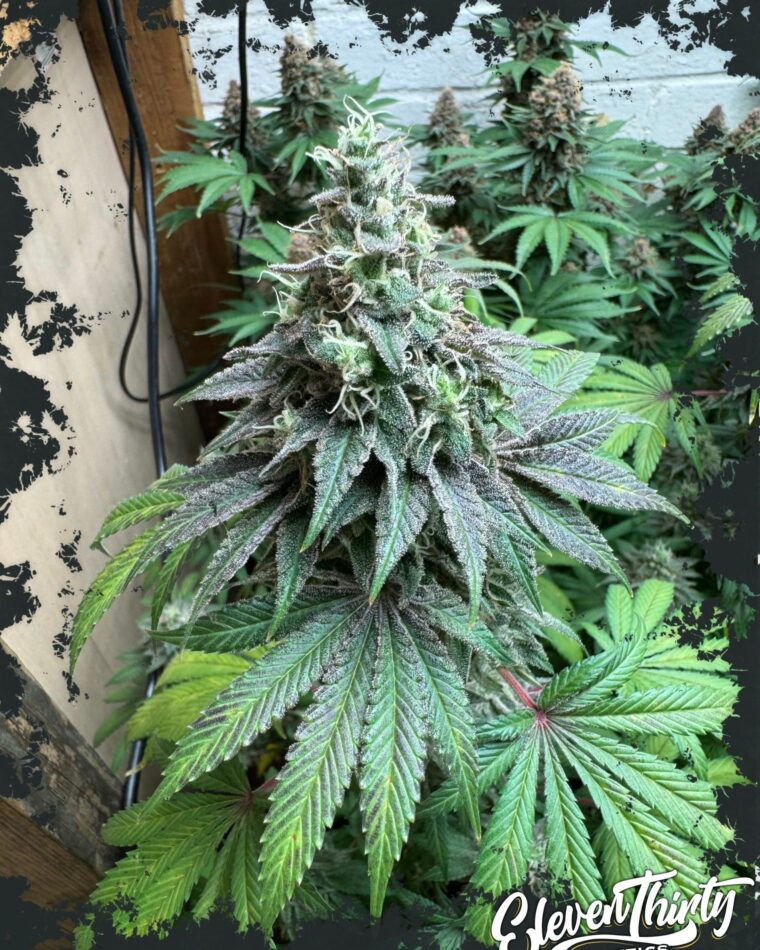 Double Scoop Auto cannabis seeds – Relaxing – Outdoor cultivation – 50% Indica/50% Sativa – image 1 from Seed City