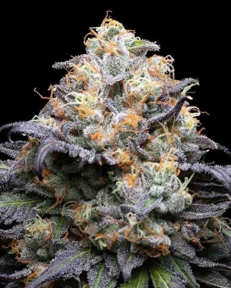Double Sherb cannabis seeds – Feminized – Outdoor – 12/12 Photoperiod – image 1 from Seed City