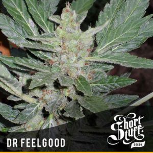 Dr Feelgood by Short Stuff Seeds – Good for outdoor grow – Relaxing – Indica Dominant – image 1 – Seed City