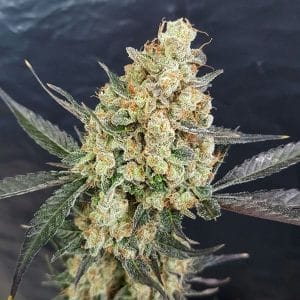 Dr Kush