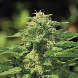 Dream Queen from Humboldt Seed Company