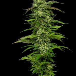 Dream Queen Autoflowering by Humboldt Seed Company – High Yielding – Sativa-leaning – Feminized – image 1 – Seed City