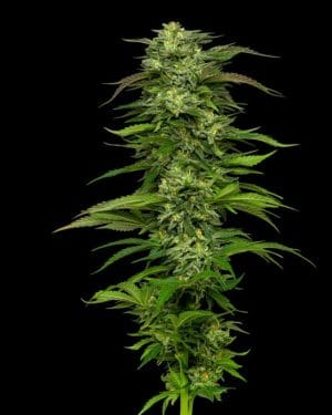 Dream Queen Autoflowering