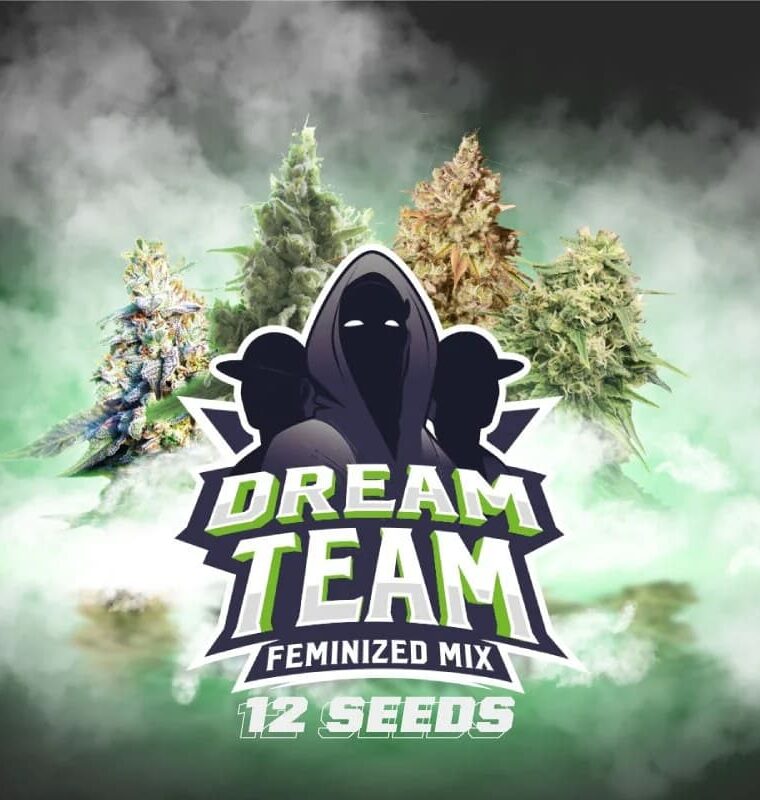 Greenhouse – Tall (140cm plus) – Euphoric – Dream Team Feminized Mix strain – image 1 – from BSF Seeds via Seed City