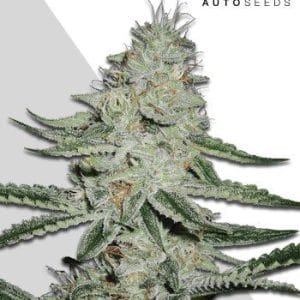 Image 1 of Dreamberry cannabis by Auto Seeds – Greenhouse – Creative – Mostly Sativa – Seed City