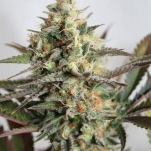 Image 1 of Dresden Green Diamond cannabis by Garden of Green – 12/12 Photoperiod – Tangy – Feminized – Seed City