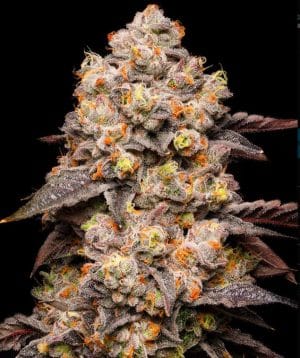 Dried Fruit
