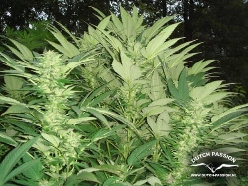 Durban Poison cannabis seeds – High Yielding – The End of September – Outdoor – image 2 from Seed City
