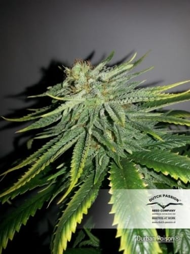 Durban Poison cannabis seeds – The End of September – Spicy – 12/12 Photoperiod – image 3 from Seed City