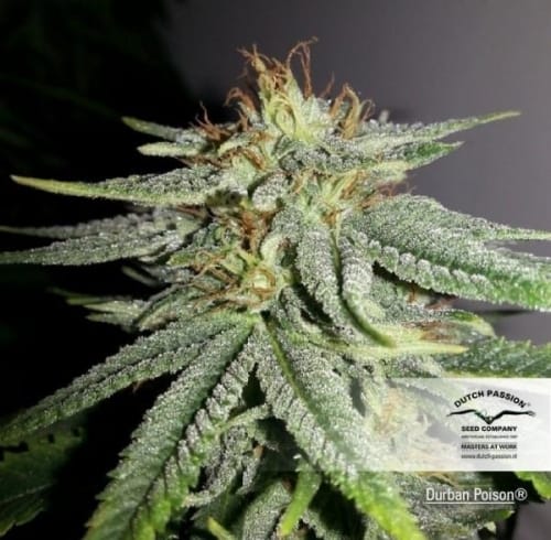 Durban Poison by Dutch Passion Seeds – Outdoor – Sativa Dominant – The End of September – image 4 – Seed City