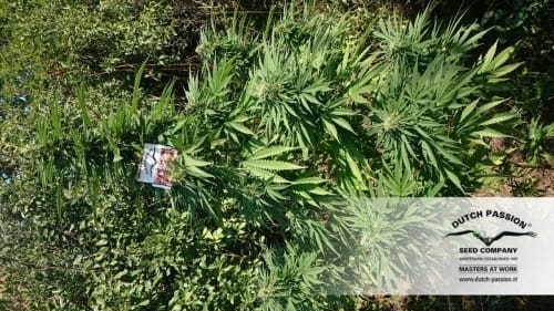 Durban Poison by Dutch Passion Seeds – Regular – Spicy – Uplifting – image 5 – Seed City
