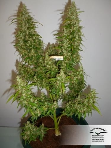 Uplifting – High Yielding – 12/12 Photoperiod – Durban Poison strain – image 6 – from Dutch Passion Seeds via Seed City