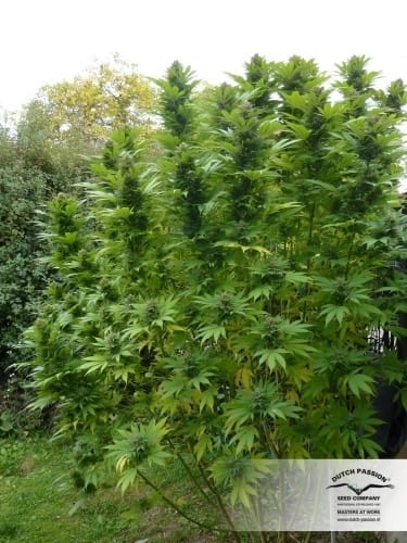 Durban Poison cannabis seeds – Spicy – Sativa Dominant – 12/12 Photoperiod – image 7 from Seed City
