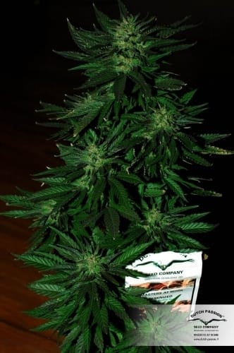 Image 8 of Durban Poison cannabis by Dutch Passion Seeds – Outdoor – 12/12 Photoperiod – Sativa Dominant – Seed City