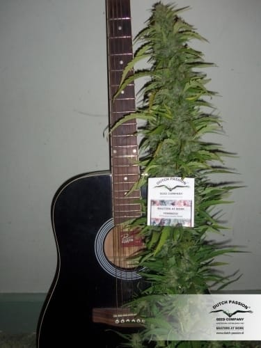 Uplifting – Resistant to Pests – Outdoor – Durban Poison strain – image 9 – from Dutch Passion Seeds via Seed City