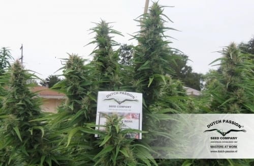 Durban Poison cannabis seeds – 12/12 Photoperiod – Regular – Uplifting – image 10 from Seed City