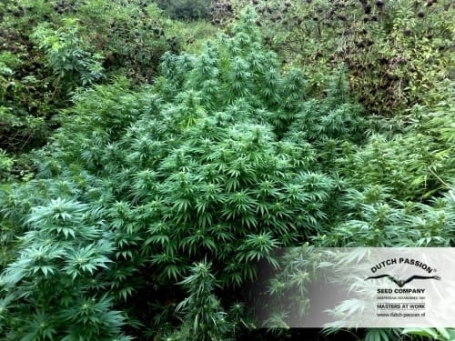 Durban Poison from Dutch Passion Seeds