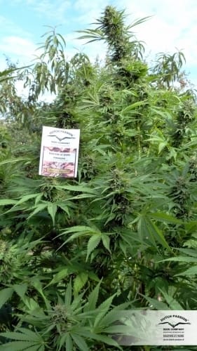showing High Yielding – Uplifting – The End of September – image 11 – Seed City
