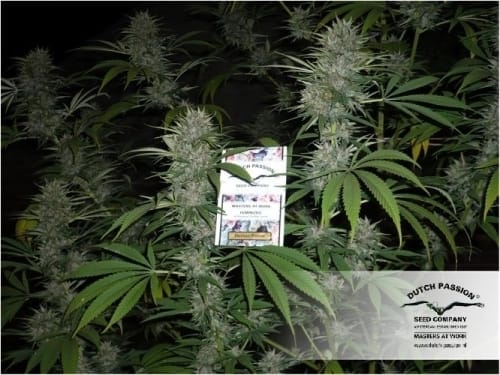 Durban Poison cannabis seeds – 12/12 Photoperiod – Sativa Dominant – Uplifting – image 12 from Seed City