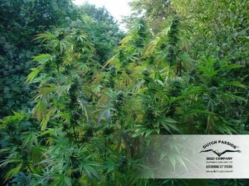12/12 Photoperiod – Outdoor – Spicy – Durban Poison strain – image 13 – from Dutch Passion Seeds via Seed City