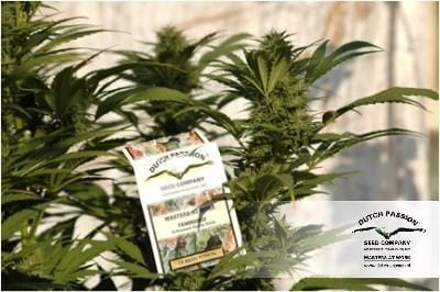 Durban Poison cannabis seeds – Regular – Outdoor – High Yielding – image 14 from Seed City