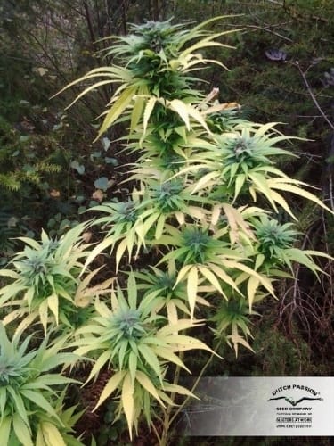 Durban Poison by Dutch Passion Seeds – Regular – The End of September – High Yielding – image 15 – Seed City