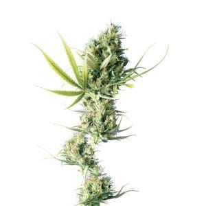 Durban by Sensi Seeds – 12/12 Photoperiod – Sativa-leaning – Lemon – image 1 – Seed City
