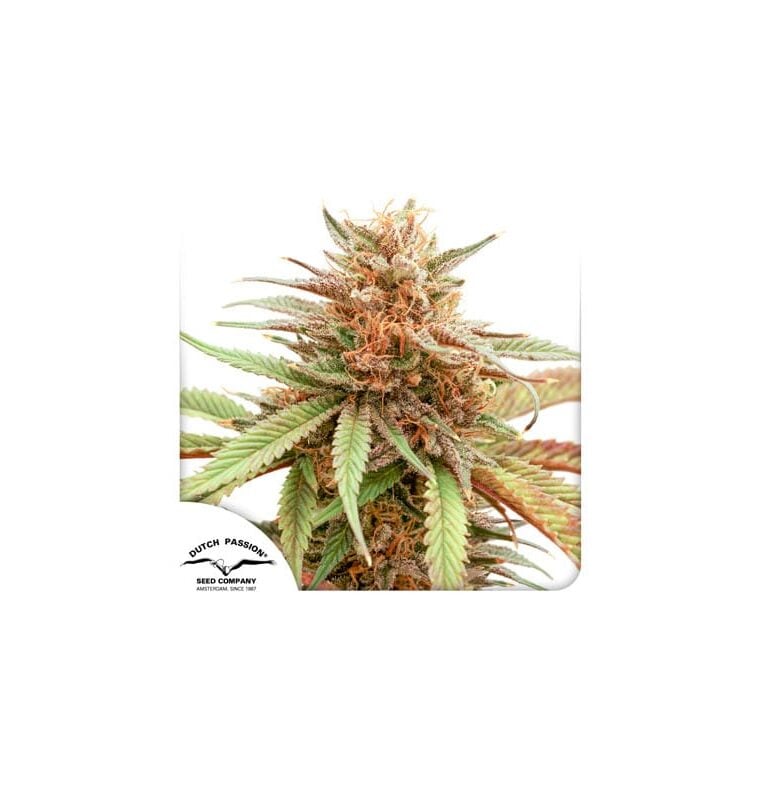 Durban Dew by Dutch Passion Seeds – High Yielding – 12/12 Photoperiod – Suited for indoor growing – image 1 – Seed City