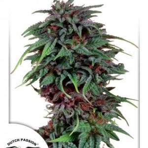 Durban Poison cannabis seeds – Regular – Spicy – Sativa Dominant – image 1 from Seed City